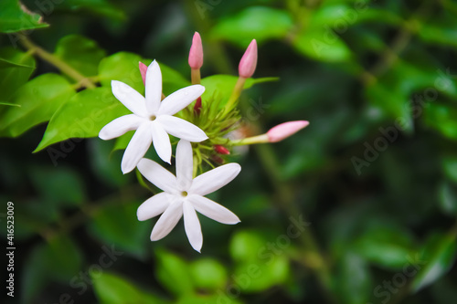 White flowers commom jasmine or jasminum officinale inverleit branch blooming in garden background photo