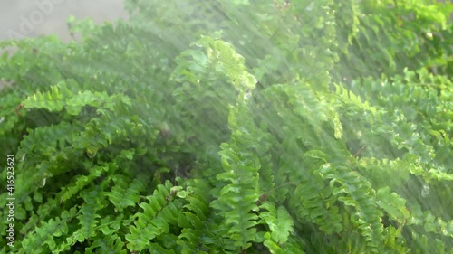 Water the Boston fern in the evening sunlight.