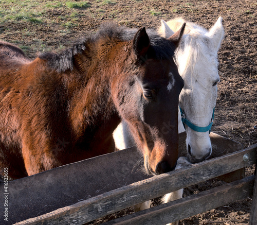 a brown and a white horse eating from a trough
