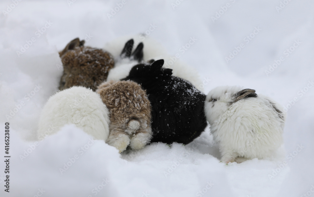 bunnies running in the snow bunnies running in the snow