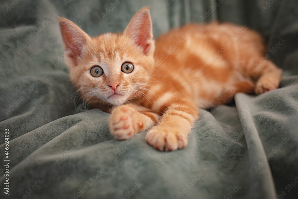 Cute little ginger kitten lying on a blanket at home Cute little ginger kitten lying on a blanket at home