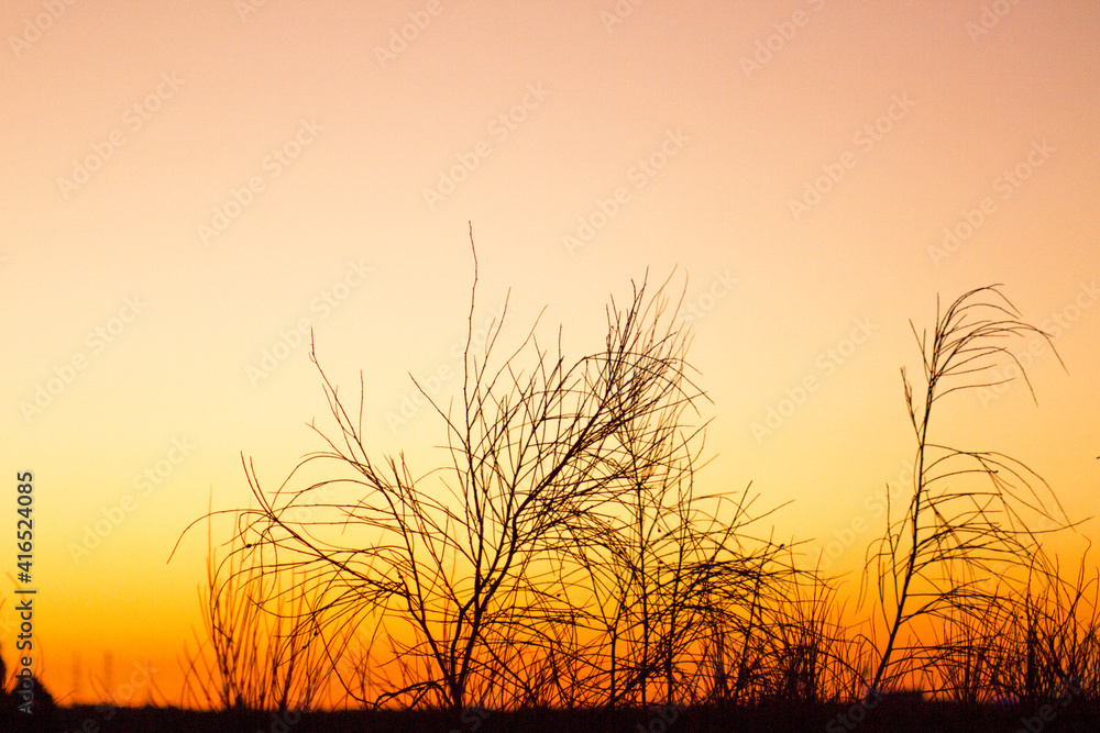 Sunset landscape with tree branches in silhouettes Sunset landscape with tree branches in silhouettes