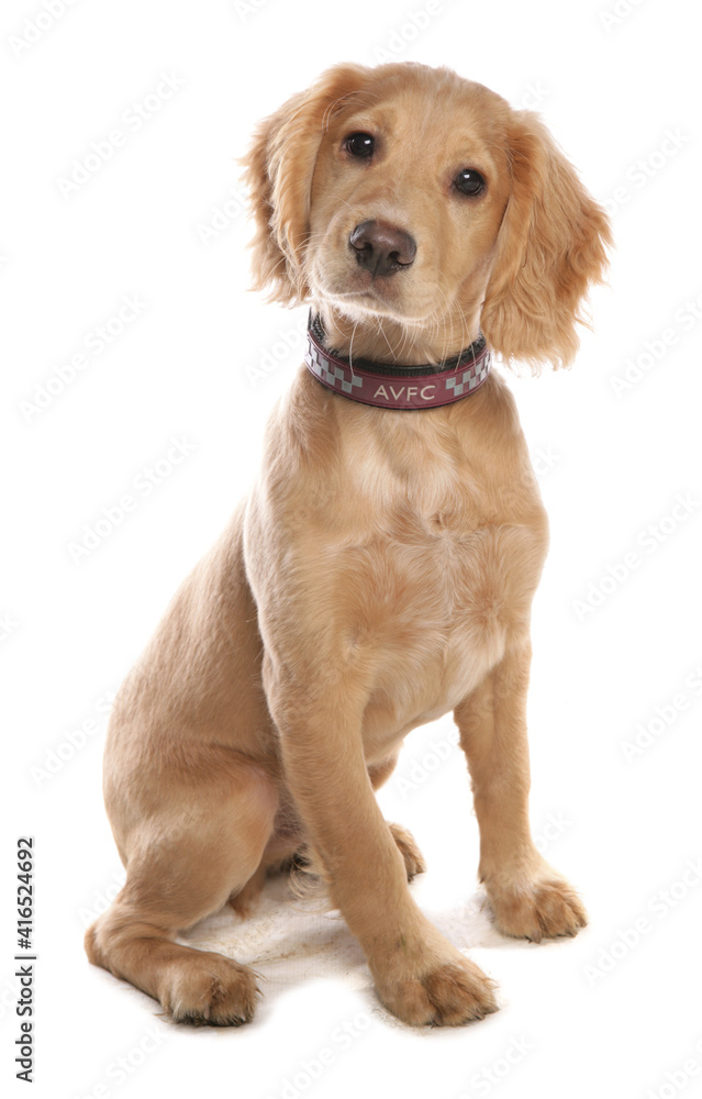 Cocker Spaniel