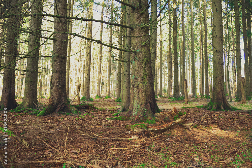 tree trunks with moss in the park in spring tree trunks with moss in the park in spring