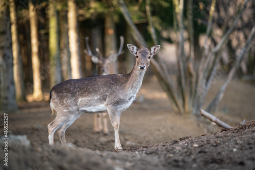 Fototapeta Naklejka Na Ścianę i Meble -  beautiful deer standing in a forest