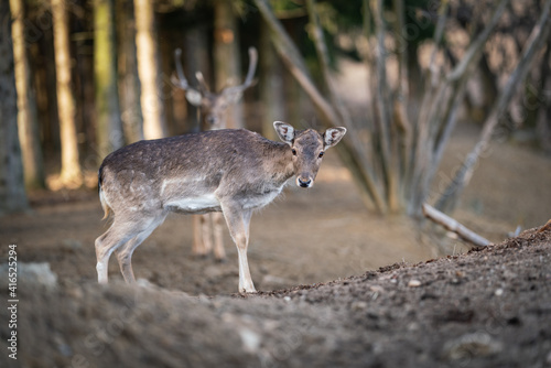 beautiful deer standing in a forest