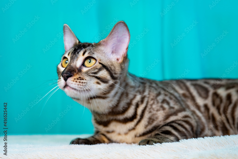 Close up portrait pet F2. Purebred Bengal cat, leopard color. Photo of a cat sitting in the studio Close up portrait pet F2. Purebred Bengal cat, leopard color. Photo of a cat sitting in the studio