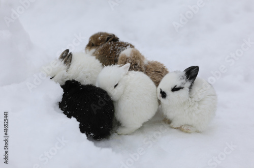 bunnies running in the snow