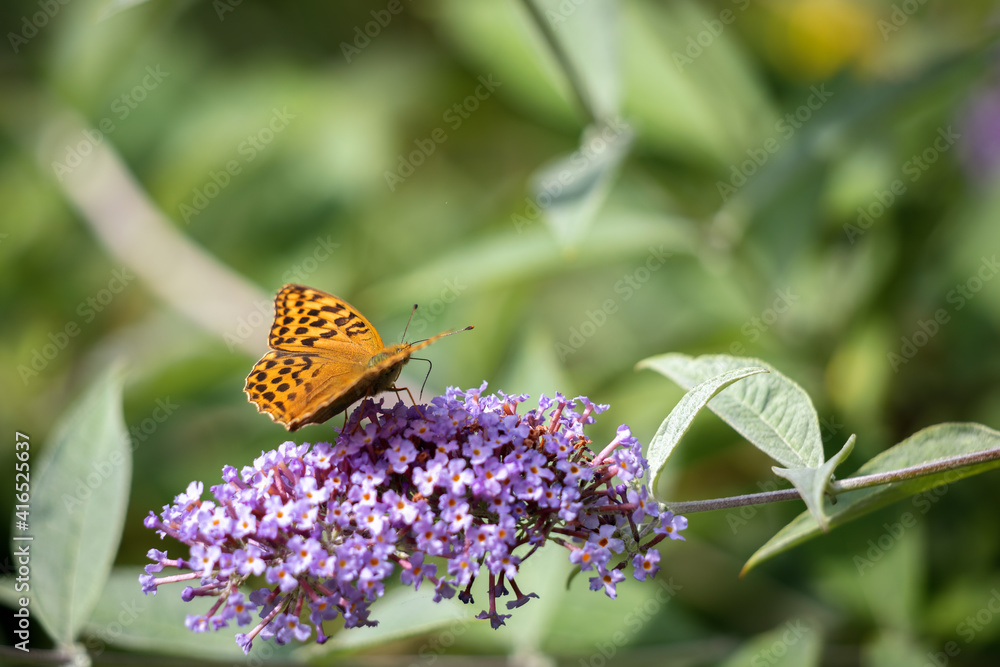 Silver-washed Fritillary (Argynnis paphia) feeding on a Buddleia Silver-washed Fritillary (Argynnis paphia) feeding on a Buddleia