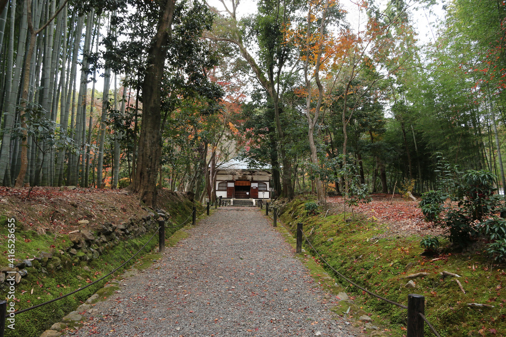 Fototapeta premium 師走の竹の寺
