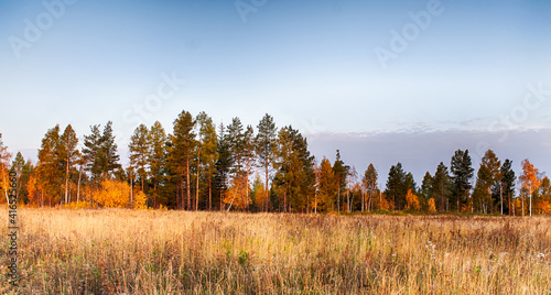 Autumn siberian forest