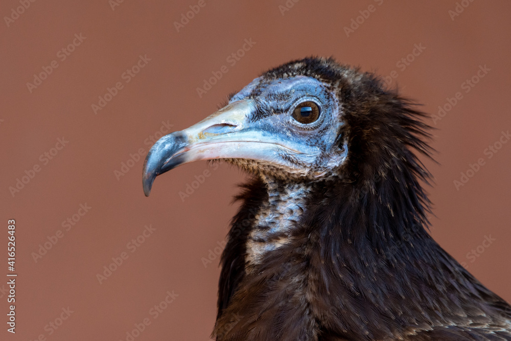 An immature or juvenile brown Egyptian vulture (Neophron percnopterus), also called the white scavenger vulture or pharaoh's chicken head shot very close up. An immature or juvenile brown Egyptian vulture (Neophron percnopterus), also called the white scavenger vulture or pharaoh's chicken head shot very close up.