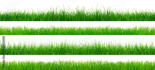 Green grass isolated on white background.
