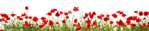 Red poppies isolated on white background. © Alekss