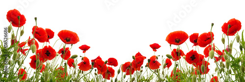 Red poppies isolated on white background.