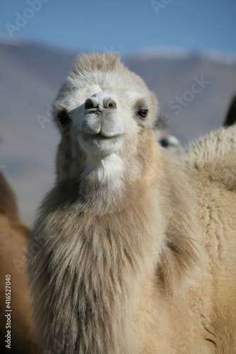 Bactrian Camel. Portrait of a Mongolian camel. Traveling in Asia. 