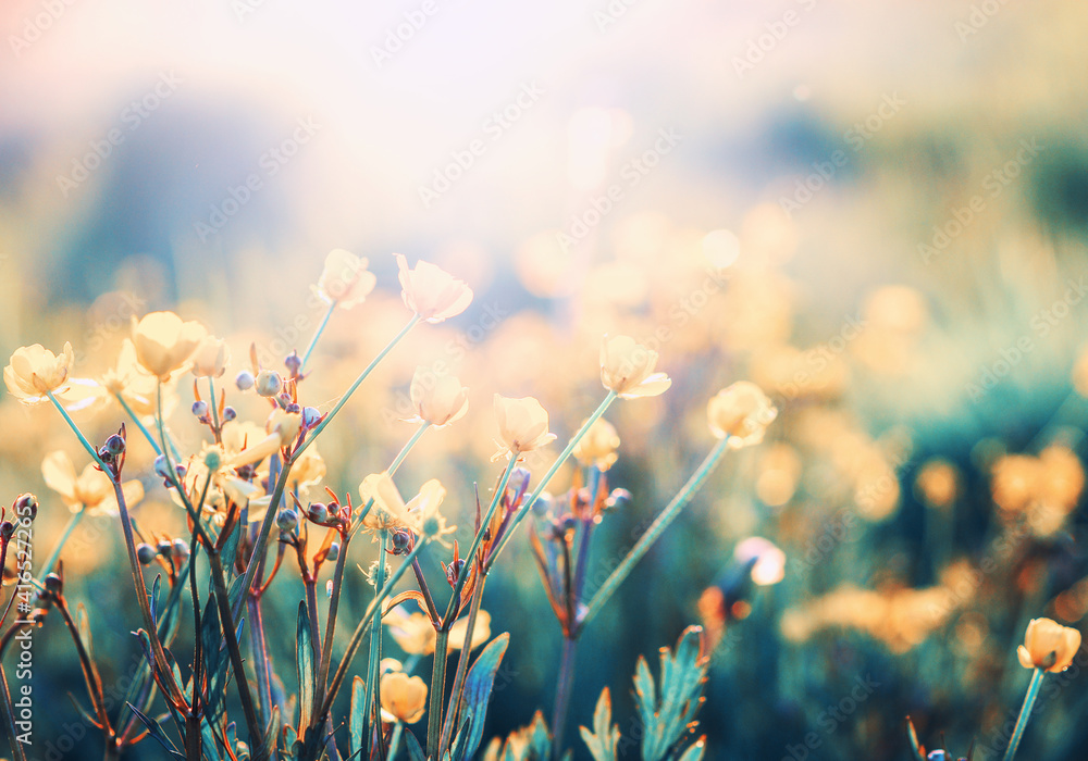 Vintage little flowers background on sun