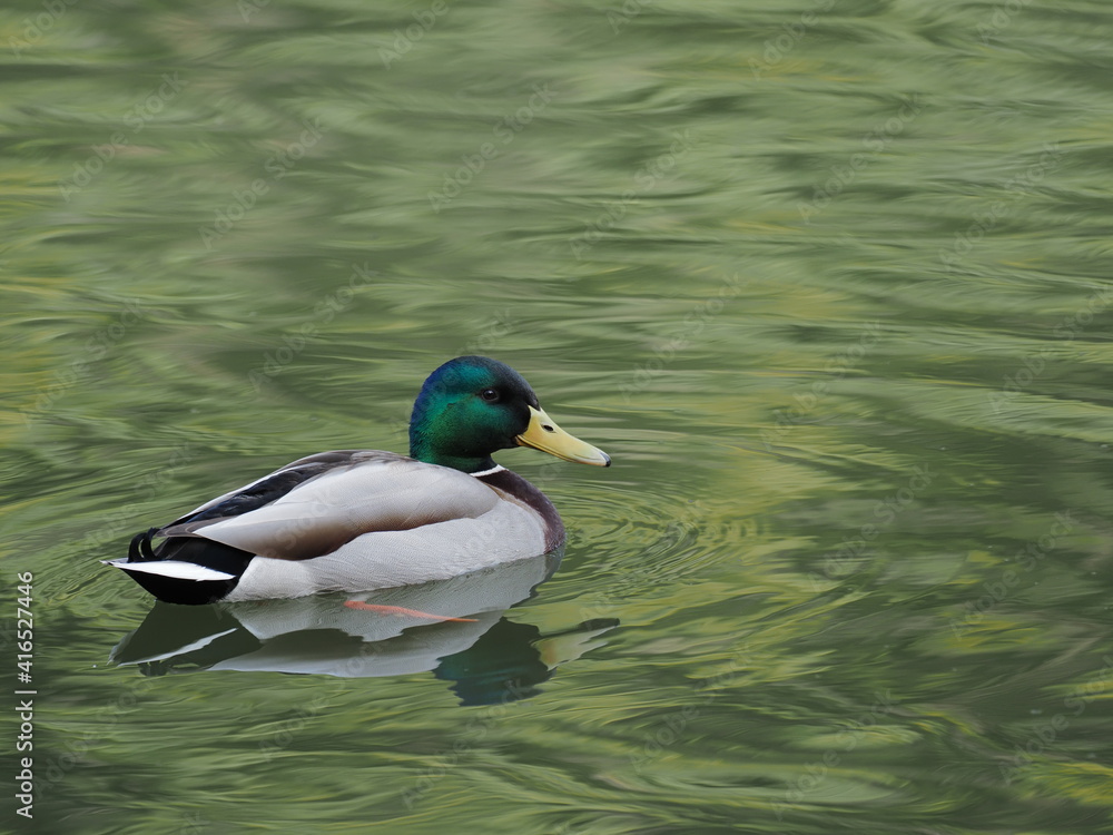 Obraz premium マガモの雄