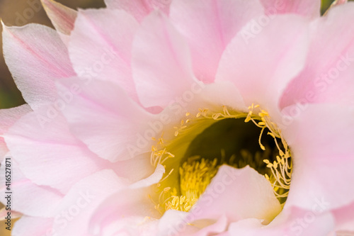 Macro view of yellow anthers. Blurry pink cactus flower. Nature background. photo