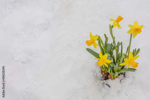 yellow daffodils in a pot on a background of snow. Spring, Easter concept. There is a place for text