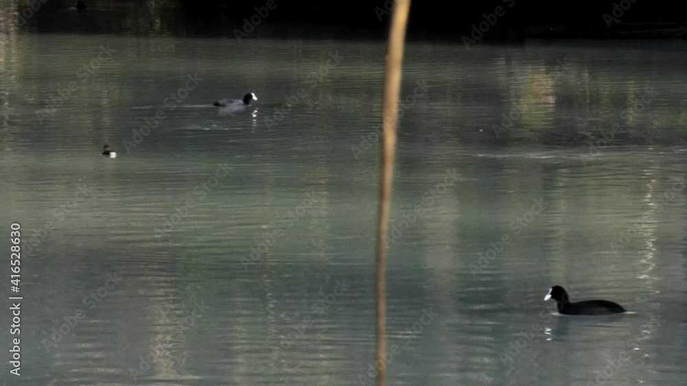 Panning shot, from left to right, showing some coots (little black ducks) swimming on the river looking for something to eat. Panning shot, from left to right, showing some coots (little black ducks) swimming on the river looking for something to eat.