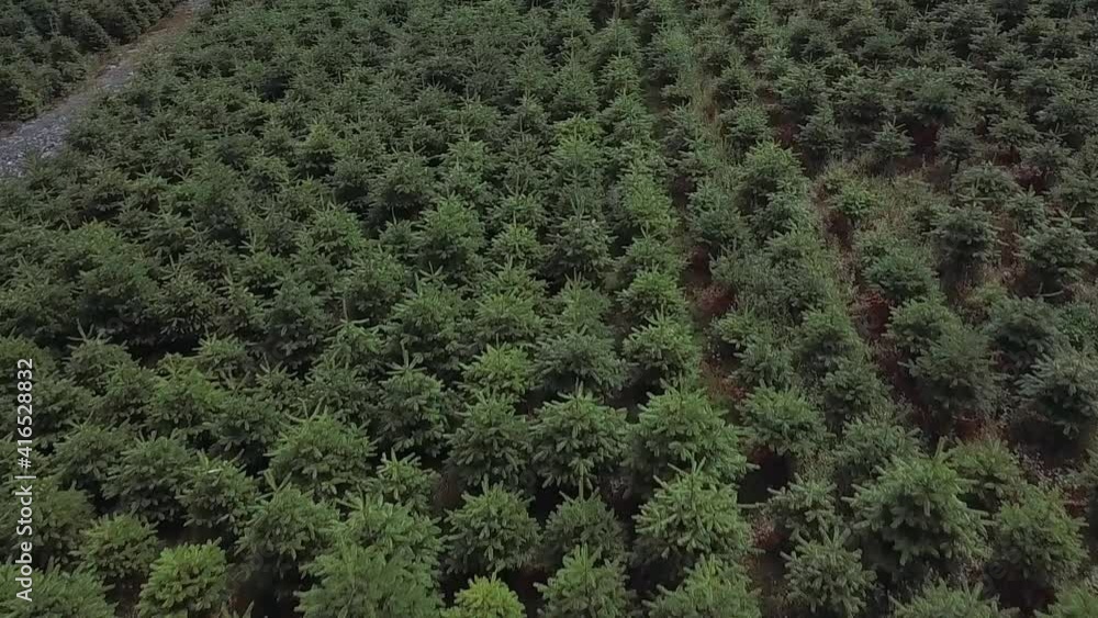 Low drone view of a Christmas trees at plantation Low drone view of a Christmas trees at plantation