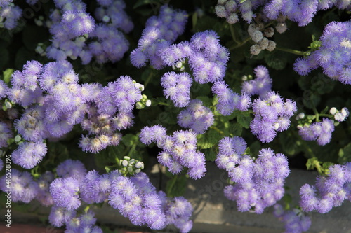 Ageratum (whiteweed in USA) - genus flowering annuals and perennials from family Asteraceae, tribe Eupatorieae. Violet flowers in summer garden. Purple flowers of ageratum (whiteweed). Ageratum bloom photo