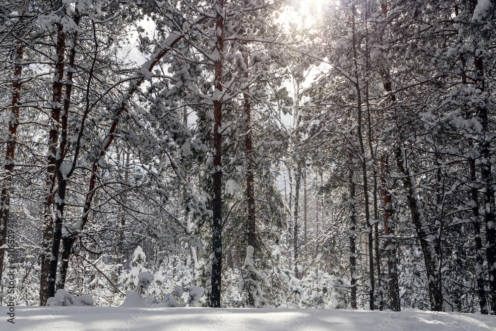 Beautiful winter forest and road through the fairytail. Beautiful winter forest and road through the fairytail.
