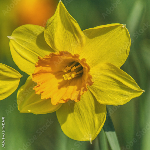 żółty narcyz na rozmytym tle ogrodu, kwiat z wielkimi płatkami, wiosenny symbol