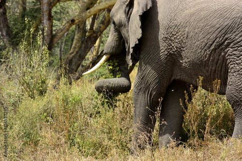  Ngorongoro - akáciový les Lerai a slon se spirálou