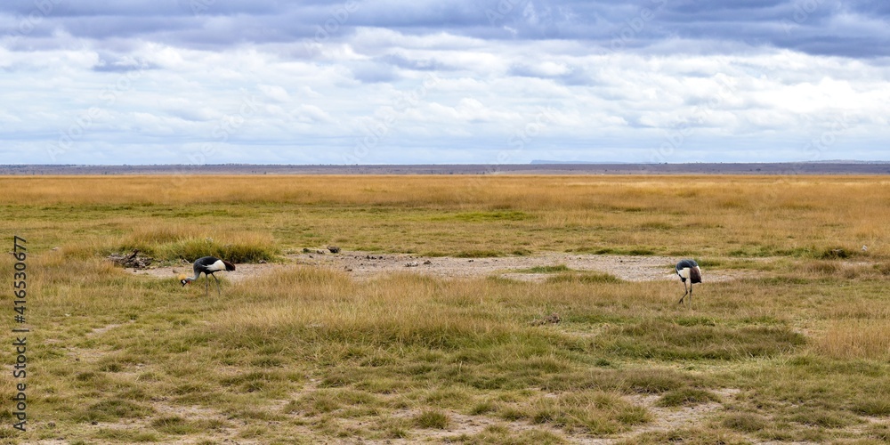 view of black crowned crane in amboseli national park