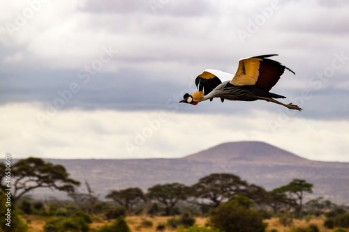 flight of black crowned crane in amboseli national park