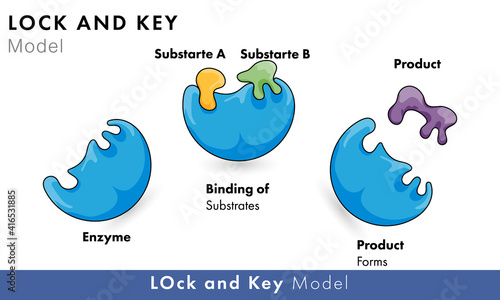 lock and key model of enzyme kinetics vector illustration of biochemistry