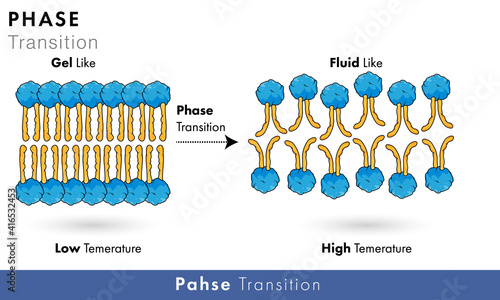 Phase transition mechanism in Phospholipids of plasma membrane at different temperature  vector design 