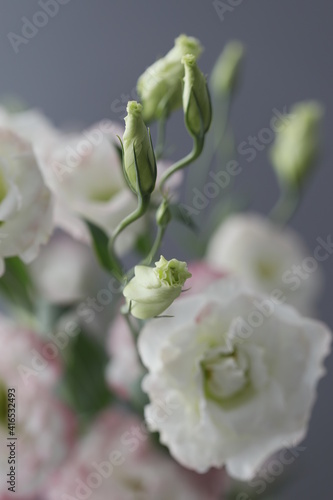 white rose on a branch