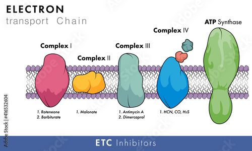 Electron transport chain or chemiosmosis, oxidative phosphorylation inhibitors in mitochondria vector illustration for molecular biology