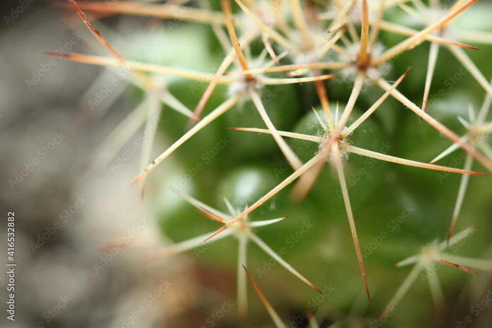 cactus cactus