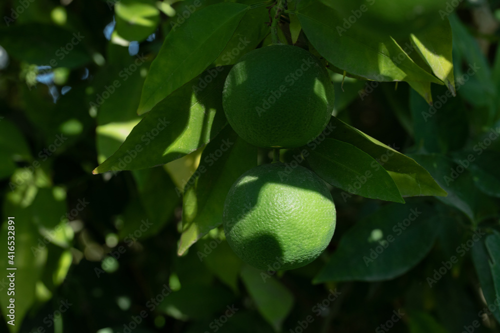 A green pear on the tree across green leaves
