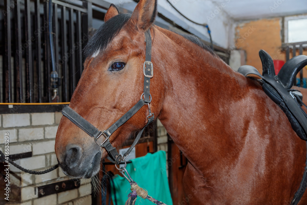 Obraz premium Close up portrait of a beautiful horse in a stable. Brown color