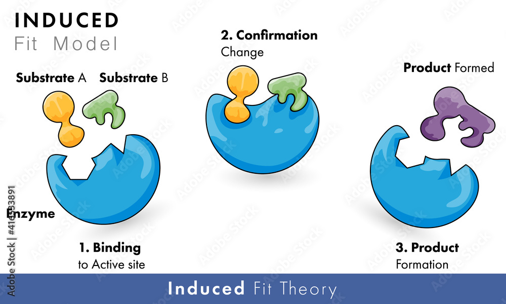model of enzyme activity: induced Fir model of catalytic action with substrate and product model of enzyme activity: induced Fir model of catalytic action with substrate and product