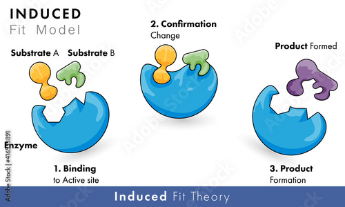model of enzyme activity: induced Fir model of catalytic action with substrate and product	