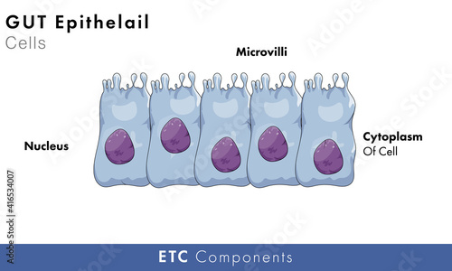 anatomy and structure of gut epithelial cells vector illustration  photo