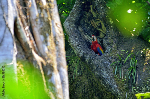 Carara - Ara arakanga (Scarlet Macaw)