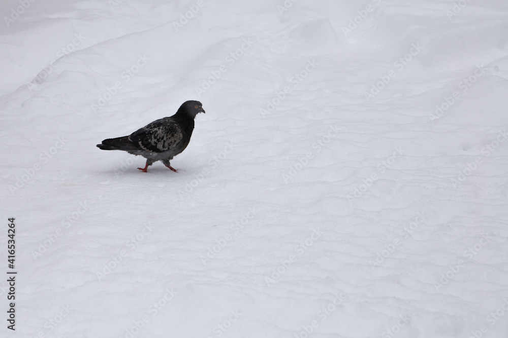The dove walks in the snow. Looking for food. The dove walks in the snow. Looking for food.
