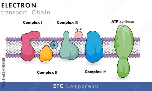 molecular structure of electron transport chain in white background with membrane in with all Complexes and ATP synthase vector graphic design  photo