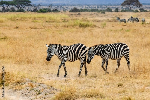 group of zebras in amboseli national park