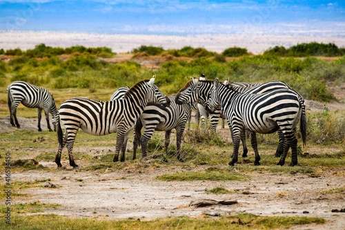 group of zebras in amboseli national park