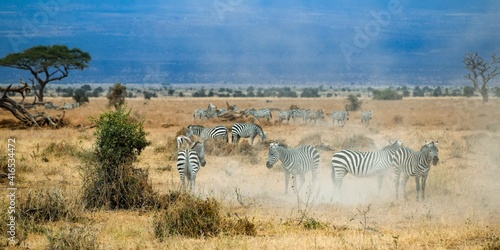 group of zebras in amboseli national park