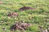Three fresh mole hills in the grass in the park