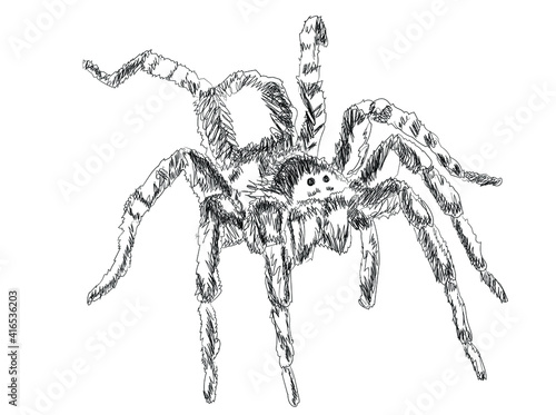 
Tarantula line art. Hand-drawn illustration isolated on white background. Vector